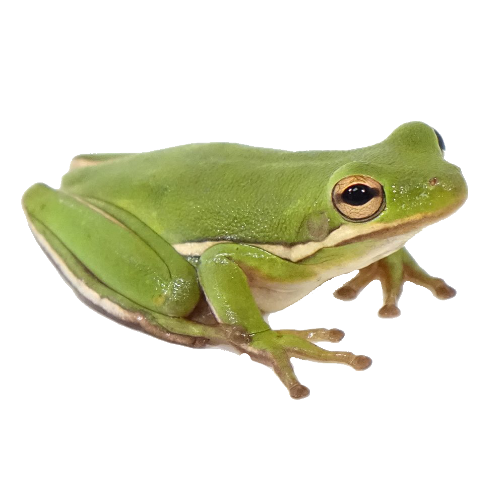 frog